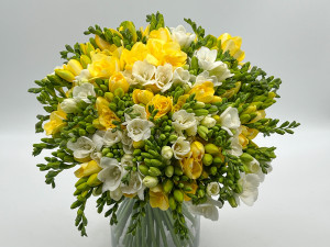  Buchet 101 de frezii albe si galbene